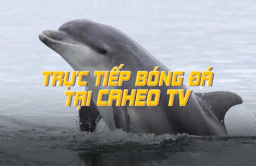 Liệu một nền tảng trò chơi bài trực tuyến được xếp hạng Rik88 có uy tín và đáng chơi không? - Rik88