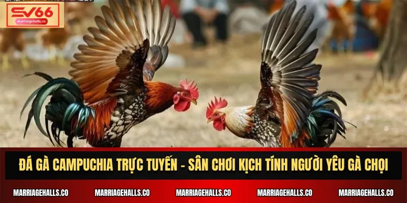 "Trò chơi chọi gà trực tuyến Bong88" nghĩa là gì? - Bong88