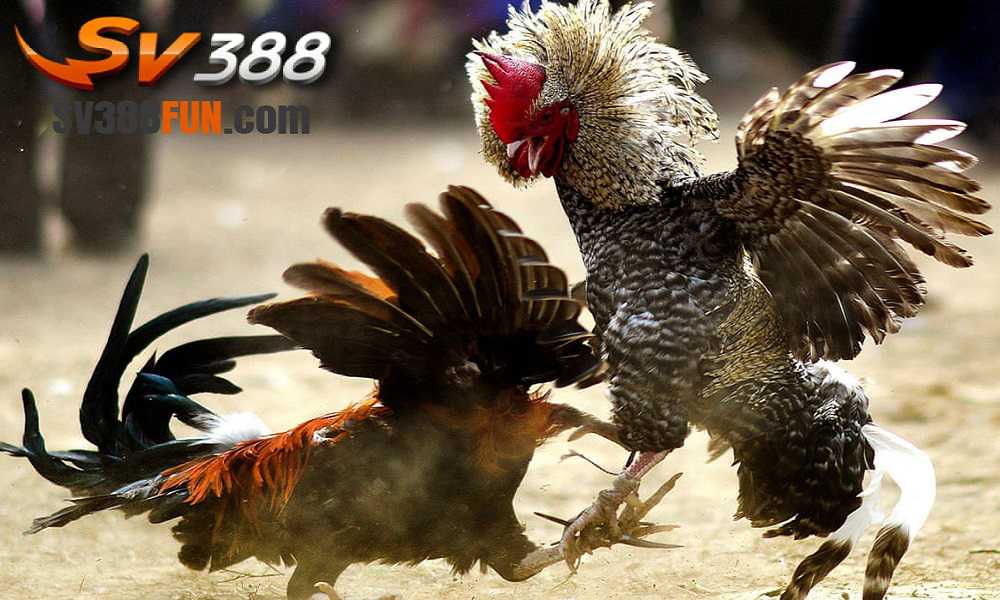 Hãy đến với Sao789 và trải nghiệm cảm giác hồi hộp của trò chơi máy đánh bạc Sic Bo! - Sao789